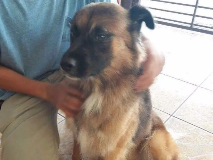 Cachorro ra a Srd idade 2 anos nome Zurgo