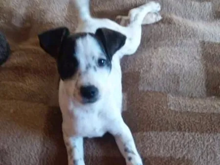 Cachorro ra a SRD idade 2 a 6 meses nome Filhotes