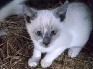 Gato ra a  idade 2 a 6 meses nome sem nome