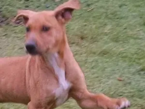 Cachorro raça  idade  nome sem nome