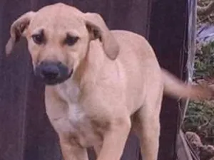 Cachorro raça indefinida idade 2 a 6 meses nome sem nome