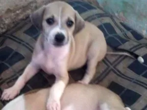 Cachorro raça Desconhecida idade 2 a 6 meses nome Sem nome
