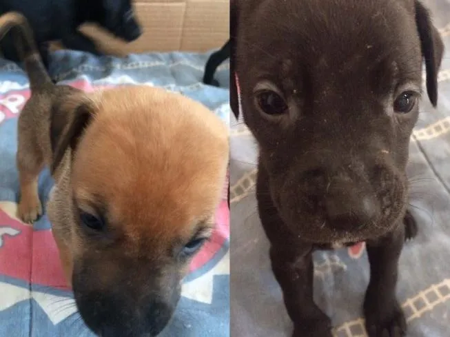 Cachorro ra a Vira lata  idade Abaixo de 2 meses nome Não possuem 