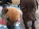 Cachorro raça Vira lata  idade Abaixo de 2 meses nome Não possuem 