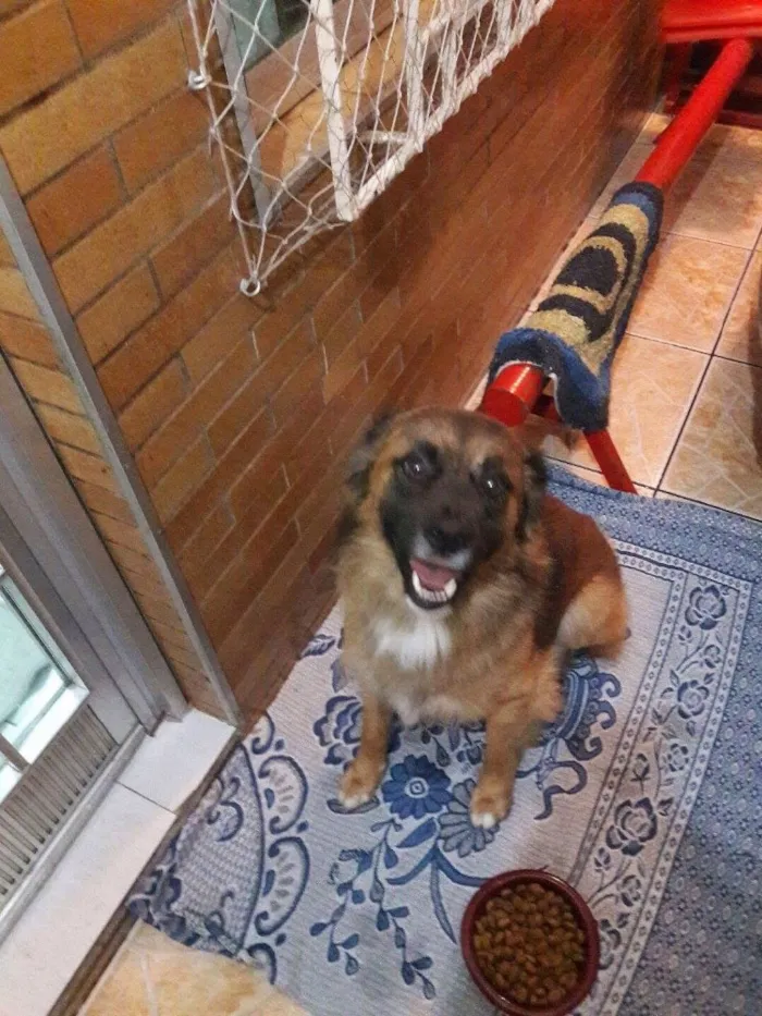 Cachorro ra a Srd idade 2 anos nome Zurgo