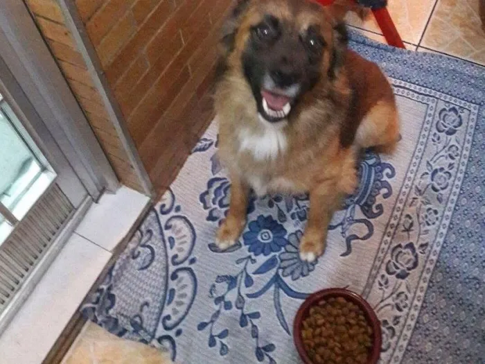 Cachorro ra a Srd idade 2 anos nome Zurgo