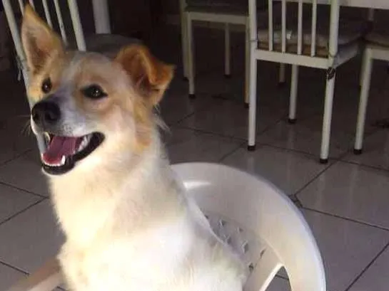 Cachorro ra a Mistura Border Collie idade 1 ano nome Oliver