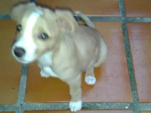 Cachorro raça SRD idade 7 a 11 meses nome Zaion