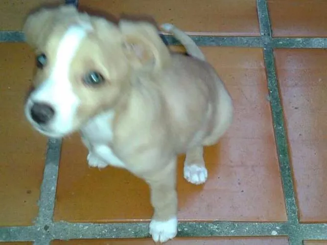 Cachorro ra a SRD idade 7 a 11 meses nome Zaion