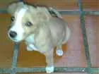 Cachorro raça SRD idade 7 a 11 meses nome Zaion