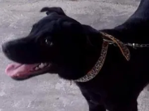 Cachorro raça SRD idade 7 a 11 meses nome NEGÃO