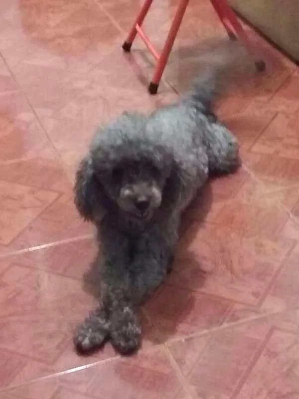 Cachorro raça Poodle idade 3 anos nome Chico