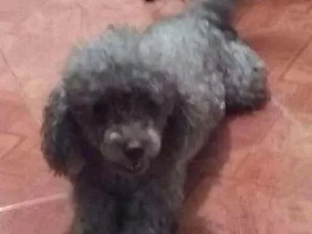 Cachorro raça Poodle idade 3 anos nome Chico
