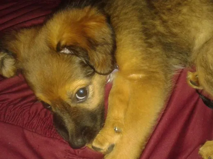 Cachorro ra a Vira Lata idade 7 a 11 meses nome Mel