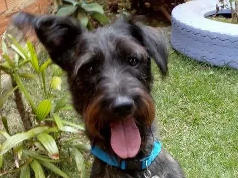 Cachorro raça SRD  idade 2 anos nome Apolo