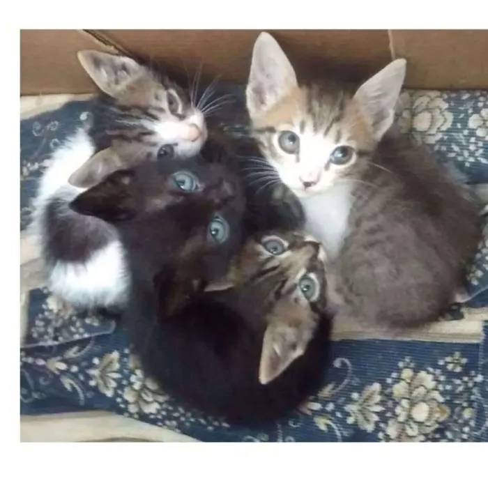 Gato ra a  idade Abaixo de 2 meses nome Sem nomes