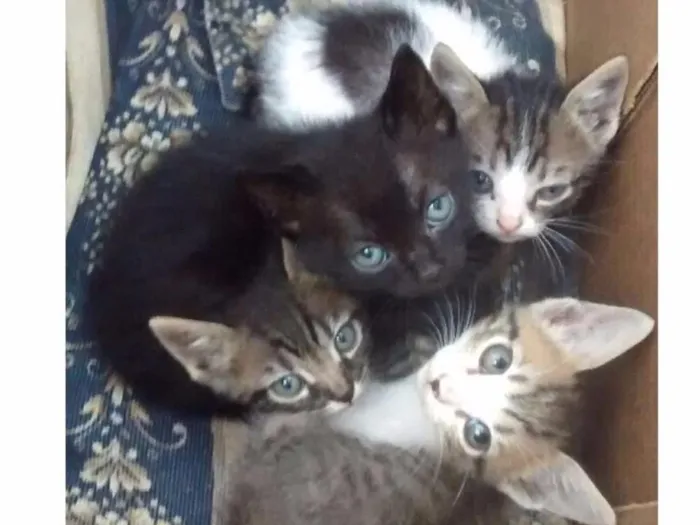 Gato ra a  idade Abaixo de 2 meses nome Sem nomes