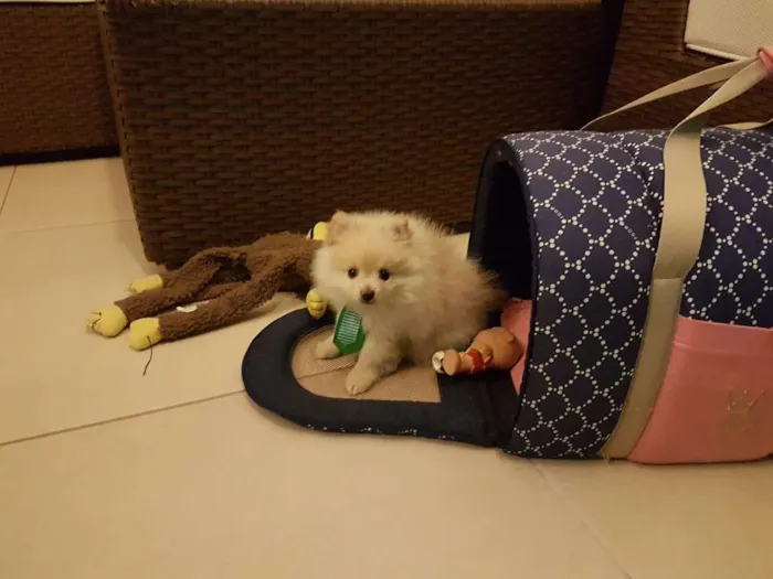 Cachorro ra a Lulu da pomerania  idade 2 a 6 meses nome Floquinho