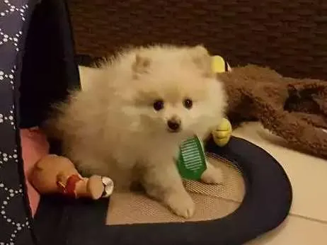 Cachorro ra a Lulu da pomerania  idade 2 a 6 meses nome Floquinho