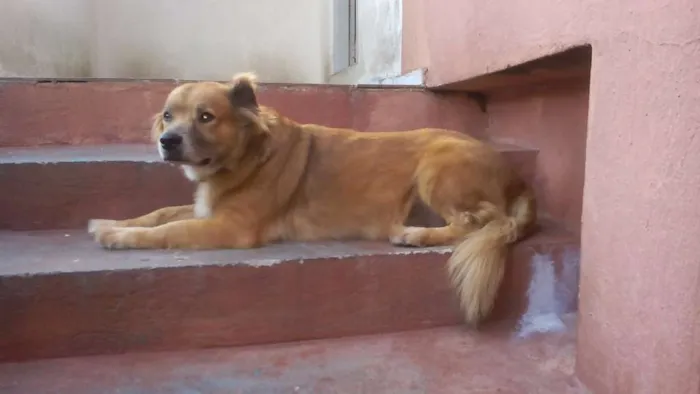 Cachorro ra a Vira lata idade 6 ou mais anos nome Belinha