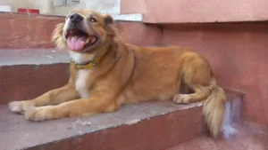 Cachorro raça Vira lata idade 6 ou mais anos nome Bolota