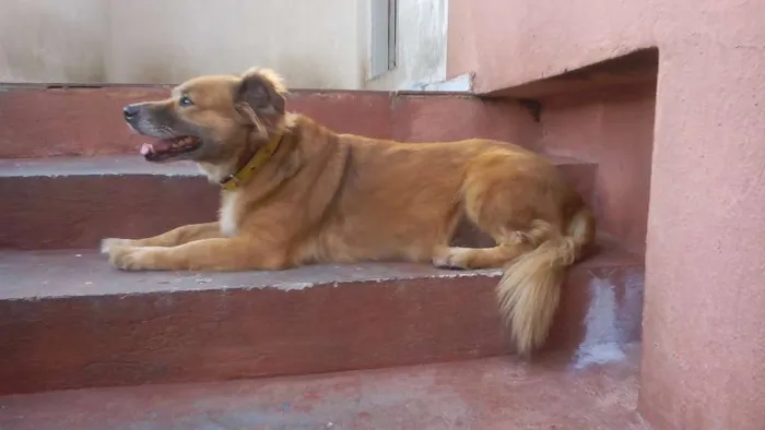 Cachorro ra a Vira lata idade 6 ou mais anos nome Bolota