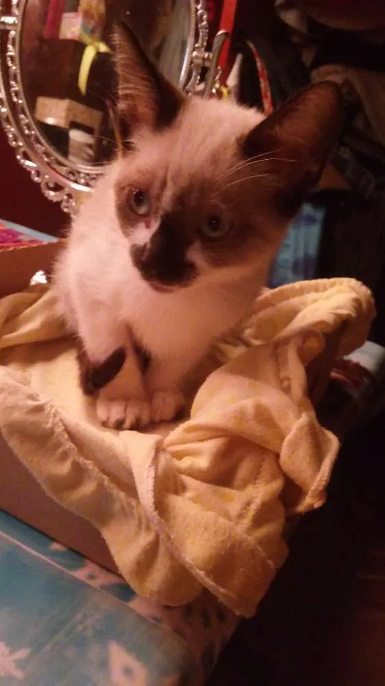 Gato ra a Indefinida  idade Abaixo de 2 meses nome Nina