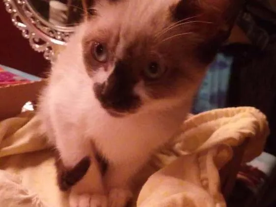 Gato ra a Indefinida  idade Abaixo de 2 meses nome Nina