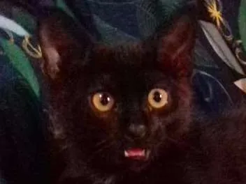 Gato ra a Não definida idade 2 a 6 meses nome Biscoito
