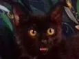 Biscoito