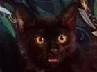 Gato raça Não definida idade 2 a 6 meses nome Biscoito