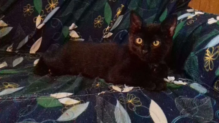 Gato ra a Não definida idade 2 a 6 meses nome Biscoito