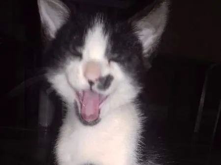 Gato ra a Frajolinha idade 2 a 6 meses nome Bolacha 