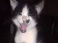 Bolacha