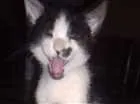 Gato raça Frajolinha idade 2 a 6 meses nome Bolacha 