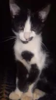 Bolacha