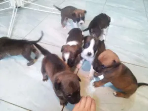 Cachorro raça Vira-lata idade Abaixo de 2 meses nome Não tem