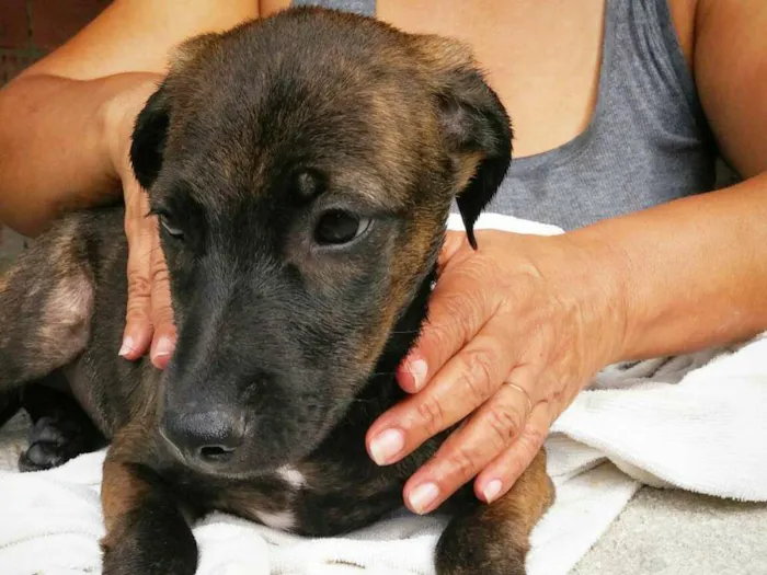 Cachorro raça SRD idade 2 a 6 meses nome Frida