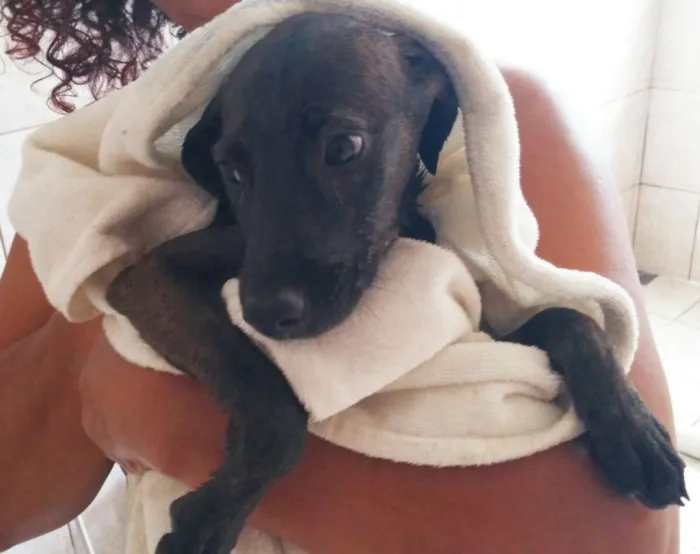 Cachorro raça SRD idade 2 a 6 meses nome Frida