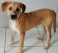 FOFUCHO