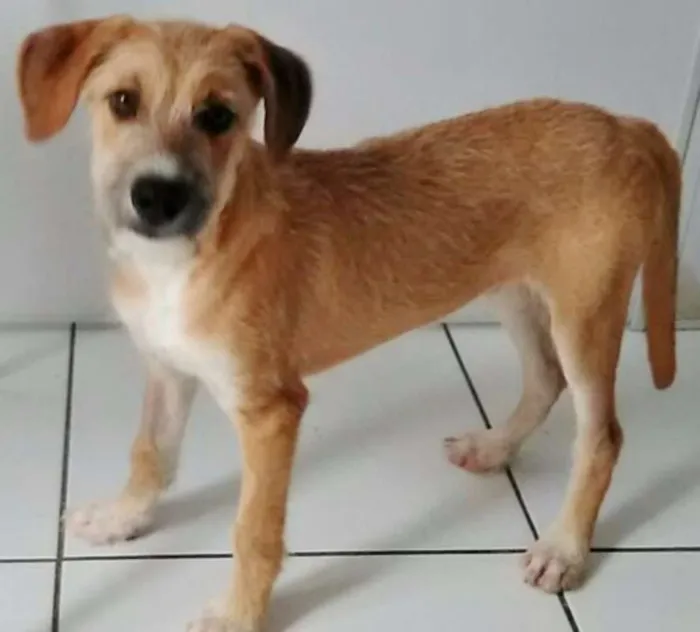 Cachorro ra a SRD idade 2 a 6 meses nome FOFUCHO