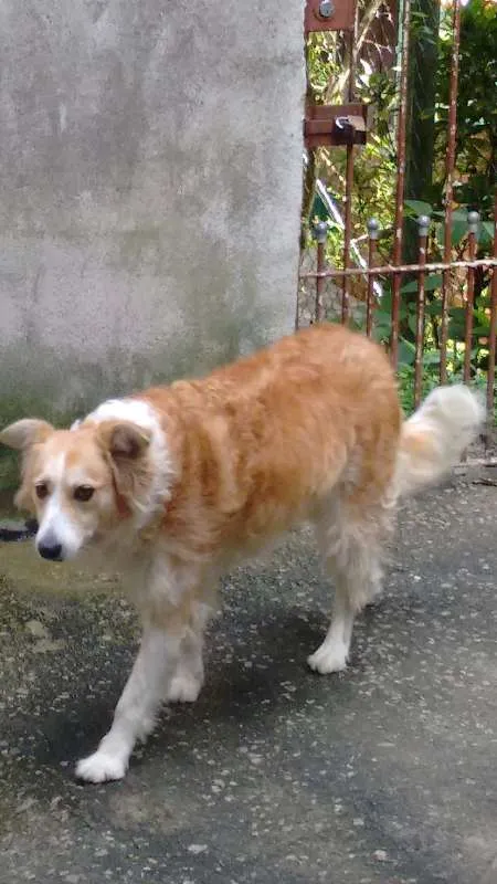 Cachorro ra a RND idade 6 ou mais anos nome Lessie