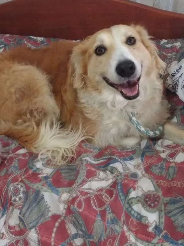 Cachorro ra a RND idade 6 ou mais anos nome Lessie