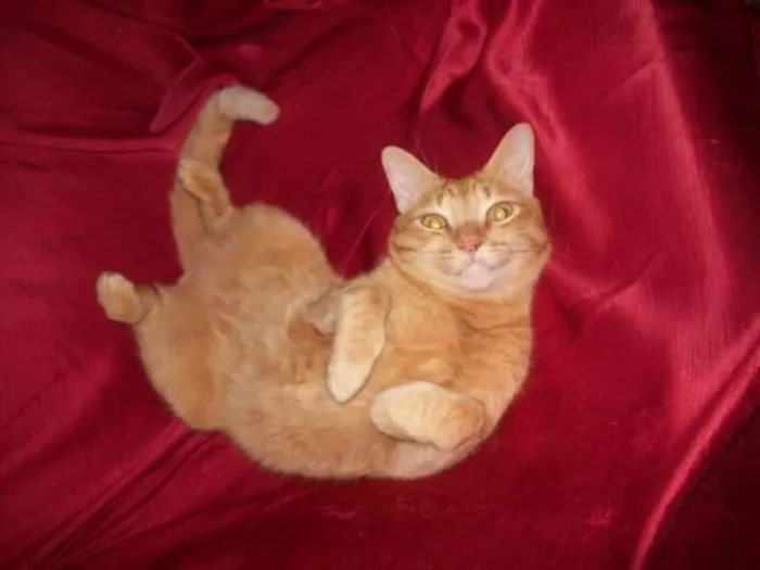 Gato ra a RND idade 6 ou mais anos nome Axl