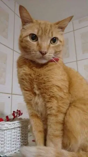 Gato raça RND idade 6 ou mais anos nome Axl
