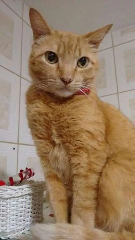 Gato ra a RND idade 6 ou mais anos nome Axl