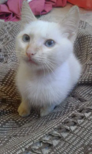 Gato raça SRD idade 2 a 6 meses nome S/N