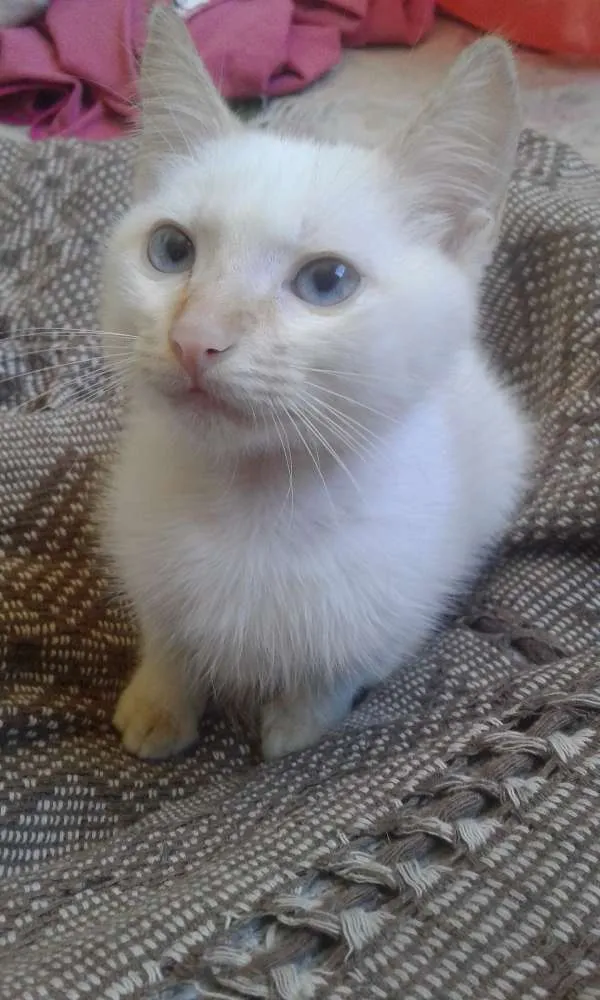 Gato ra a SRD idade 2 a 6 meses nome S/N
