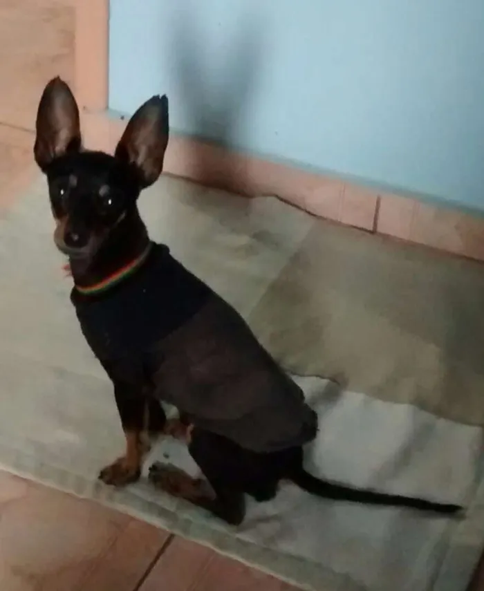 Cachorro ra a Pinscher idade 3 anos nome Yuki