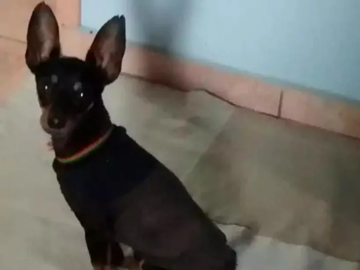 Cachorro ra a Pinscher idade 3 anos nome Yuki